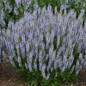 Perfect Profusion Salvia full of blooms