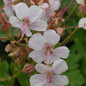 Biokovo Geranium Flowers