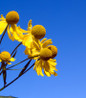 Common Sneezeweed flower close up