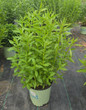 Helenium autummnale #2