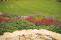 Color Spires Violet Riot Salvia in Rock Garden