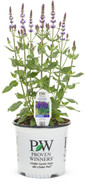 Color Spires Violet Riot Salvia in Proven Winners Pot