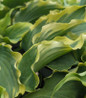 Healthy Shadowland® Voices in the Wind Hosta foliage close up