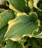 Healthy Shadowland® Voices in the Wind Hosta vareigated foliage