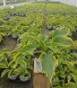 Healthy Shadowland® Voices in the Wind Hosta in nursery