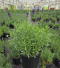 Hidcote Lavender  in #2 pot