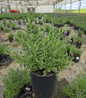Hidcote Lavender  in #1 pot