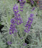 Hidcote English Lavender flower close up