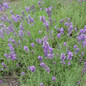Munstead Strain Lavender Flowering