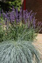 Big Time Blue Lavender patio container