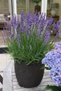Big Time Blue Lavender patio planting