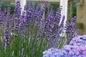 Big Time Blue Lavender flowering stems