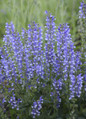 Color Spires Azure Snow Salvia with Purple Flowers