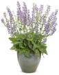 Color Spires Azure Snow Salvia with Purple Blooms in Pot