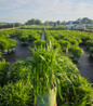 Dense Blazing Star in nursery