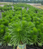 Spike Gayfeather nursery container plant