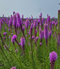 Spike Gayfeather purple flower spikes