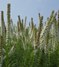 Alba Gayfeather white blooms