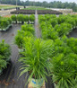 White Gayfeather nursery container plant