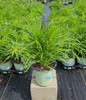 Alba Gayfeather in pot