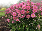Fall in Love Sweetly Japanese Anemone wiht Pink Bloom