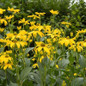 Healthy Autumn Sun Cutleaf Coneflower