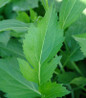 Autumn Sun Cutleaf Coneflower foliage close up