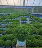 Rock 'N Round® Bright Idea Sedum in nursery