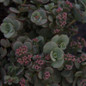 October Daphne Sedum Flowering