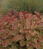 October Daphne Stonecrop rounded succulent leaves