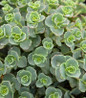 October Daphne Stonecrop low growing succulent