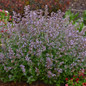 Cat's Meow Catmint