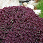 Healthy SunSparkler® Firecracker Stonecrop Sedum Plant