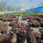 Firecracker Stonecrop in nursery