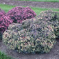 Healthy Night Light Stonecrop Sedum Plants