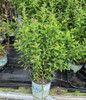 Fireworks Goldenrod in pot