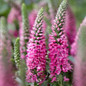 Bubblegum Candles Speedwell Flowers Close Up