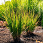 Red October Big Bluestem Plants In Full Sun