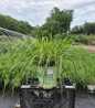 Purple Lovegrass container crop