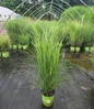 Scout Maiden Grass #2 pot