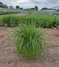 Cayenne Sterile Fountain Grass in nursery pot