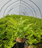 Goldy's Wood Fern in a Nursery Container