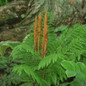 Healthy Cinnamon Fern