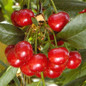 North Star Cherry Fruits