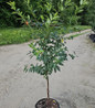 North Star Tart Cherry in pot