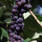 Canadice Grape Vine Fruits