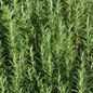 Healthy Gorizia Rosemary Leaves