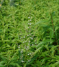 Lemon Verbena bloom