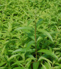 healthy leafy Lemon Verbena