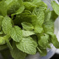 Chocolate Mint Plant  foliage